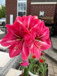 Pink Echte Amaryllis Flower seeds for Planting - Perfect for Borders, Heirloom & GMO Free Seeds for Home Garden