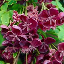Akebia Flower seeds for Planting - Vibrant Colors, Heirloom & GMO Free Seeds for Home Garden