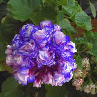Blue White Pelargonium Flower seeds for Planting - Pollinator Friendly, Heirloom & GMO Free Seeds for Home Garden