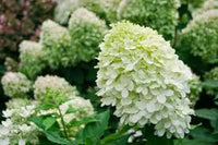 Little Lime Hydrangea Flower seeds for Planting - Shade Tolerant, Heirloom & GMO Free Seeds for Home Garden