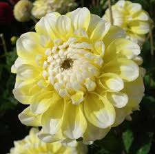 Lemon Pie Dahlia Flower seeds for Planting - Low Maintenance, Heirloom & GMO Free Seeds for Home Garden