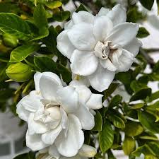 Gardenia Flower Seeds for Planting  Beautiful Fragrant Blooms