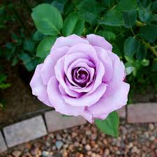 Lavender Rose Flower seeds for Planting - Garden Favorite, Heirloom & GMO Free Seeds for Home Garden