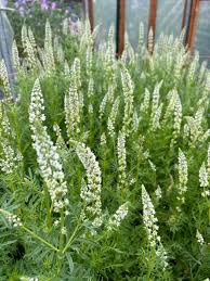 Heirloom Mignonette Flower seeds for Planting Sun Loving Heirloom & GMO Free Seeds for Home Garden