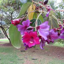 Meriania Nobilis Flower seeds for Planting Garden Favorite Heirloom & GMO Free Seeds for Home Garden 
 
 Sale