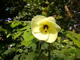 Heirloom Hibiscus Abelmoschus Flower seeds for Planting Garden Favorite Heirloom & GMO Free Seeds for Home Garden