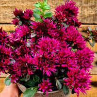 Pink Sedum Voodoo Flower seeds for Planting - Colorful Display, Heirloom & GMO Free Seeds for Home Garden