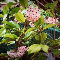Canossa Flower seeds for Planting - Cut Flower Favorite, Heirloom & GMO Free Seeds for Home Garden