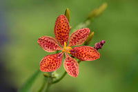 Red Leopard Flower Seeds for Planting - Brighten Your Garden