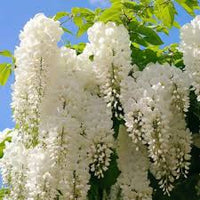 White Wisteria Flower seeds for Planting - Cottage Garden Essential, Heirloom & GMO Free Seeds for Home Garden