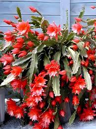 Red Epiphyllum Flower Seeds Flower seeds for Planting Premium Quality Heirloom & GMO Free Seeds for Home Garden