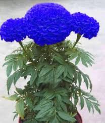 Blue Maidenhair Flower Seeds for Planting Colorful Display Heirloom & GMO Free Seeds for Home Garden
 
 Sale