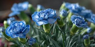 White Blue Dianthus Caryophyllus Flower Seeds for Planting Perfect for Borders Heirloom & GMO Free Seeds for Home Garden
 
 Sale