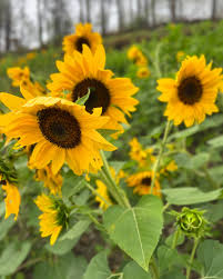 Helianthus Flower seeds for Planting Drought Tolerant Heirloom & GMO Free Seeds for Home Garden