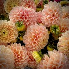 Cream Dahlia Flower Seeds for Planting Hardy Variety Heirloom & GMO Free Seeds for Home Garden
 
 Sale