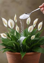 Peace Lily Flower seeds for Planting - Drought Tolerant, Heirloom & GMO Free Seeds for Home Garden