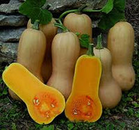Yellow Butternut Vegetable Seeds Planting
