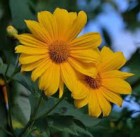 Yellow Diversifolia Flower seeds for Planting - Drought Tolerant, Heirloom & GMO Free Seeds for Home Garden