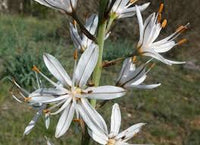 Heirloom Asphodelus Albus Flower seeds for Planting Pollinator Friendly Heirloom & GMO Free Seeds for Home Garden