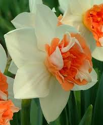 White Orange Double Narcissus Flower Seeds for Planting Pollinator Friendly Heirloom & GMO Free Seeds for Home Garden
 
 Sale