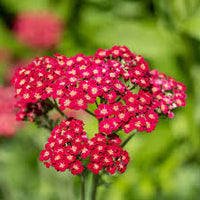 Red Achillea Flower seeds for Planting - Colorful Display, Heirloom & GMO Free Seeds for Home Garden