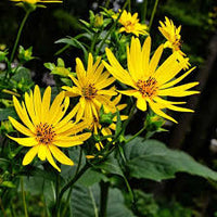 Yellow Silphium Perfoliatum Flower seeds for Planting - Shade Tolerant, Heirloom & GMO Free Seeds for Home Garden
