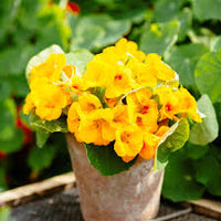 Yellow Nasturtium Flower Seeds Planting