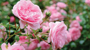 Baby Pink Rose for Planting NonGMO Heirloom Garden Seeds for Growing Beautiful Flowers Shade Tolerant 
 
 Sale