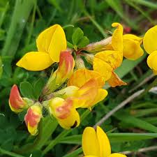 Birdsfoot Flower Seeds  Easy Planting Guide for a Stunning Garden