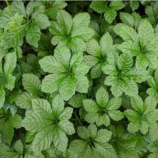 Heirloom Pentaphyllum Flower seeds for Planting Bright Blooms Heirloom & GMO Free Seeds for Home Garden