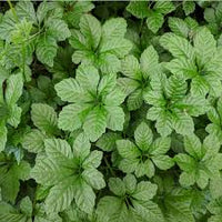 Heirloom Pentaphyllum Flower seeds for Planting Bright Blooms Heirloom & GMO Free Seeds for Home Garden