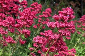 Red Jupiter's Beard Flower seeds for Planting - Cut Flower Favorite, Heirloom & GMO Free Seeds for Home Garden