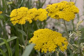 Yellow Achillea Flower seeds for Planting - Bright Blooms, Heirloom & GMO Free Seeds for Home Garden