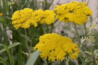 Yellow Achillea Flower seeds for Planting - Bright Blooms, Heirloom & GMO Free Seeds for Home Garden