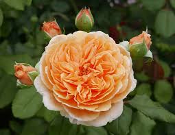 Cream Climbing Rose Flower seeds for Planting - Compact Growth, Heirloom & GMO Free Seeds for Home Garden