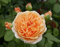 Cream Climbing Rose Flower seeds for Planting - Compact Growth, Heirloom & GMO Free Seeds for Home Garden