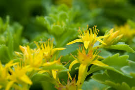 Yellow Sedum Flower seeds for Planting Long Bloom Season Heirloom & GMO Free Seeds for Home Garden