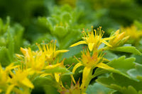 Yellow Sedum Flower seeds for Planting Long Bloom Season Heirloom & GMO Free Seeds for Home Garden