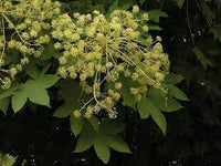 Kalopanax Septemlobus Aralia Seeds for Planting - Long Bloom Season, Heirloom & GMO Free Seeds for Home Garden