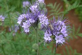Fiddleneck Flower seeds for Planting - Hardy Variety, Heirloom & GMO Free Seeds for Home Garden