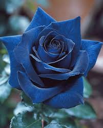 Purple Black Supreme Rose Flower seeds for Planting - Compact Growth, Heirloom & GMO Free Seeds for Home Garden