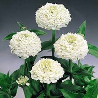 White Oklahoma Flower seeds for Planting - Vibrant Colors, Heirloom & GMO Free Seeds for Home Garden