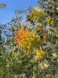 Mixed Grevillea Flower seeds for Planting - Sun Loving, Heirloom & GMO Free Seeds for Home Garden