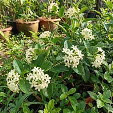 White Cryptolepis Flower seeds for Planting - Hardy Variety, Heirloom & GMO Free Seeds for Home Garden