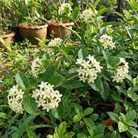 White Cryptolepis Flower seeds for Planting - Hardy Variety, Heirloom & GMO Free Seeds for Home Garden