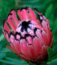 Pink Neriifolia Flower Seeds for Planting Hardy Variety Heirloom & GMO Free Seeds for Home Garden
 
 Sale