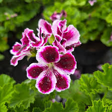 White Purple Pelargonium Flower Seeds for Planting Easy to Grow Heirloom & GMO Free Seeds for Home Garden
 
 Sale