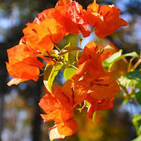 Orange Pink Bougainvillea Flower seeds for Planting Wildflower Mix Heirloom & GMO Free Seeds for Home Garden