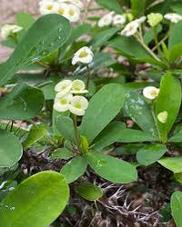 Green Euphorbia Duranii Flower seeds for Planting - Compact Growth, Heirloom & GMO Free Seeds for Home Garden