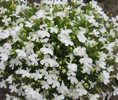 Lobelia Pendula White Lady Cascade Flower seeds for Planting - Long Bloom Season, Heirloom & GMO Free Seeds for Home Garden
